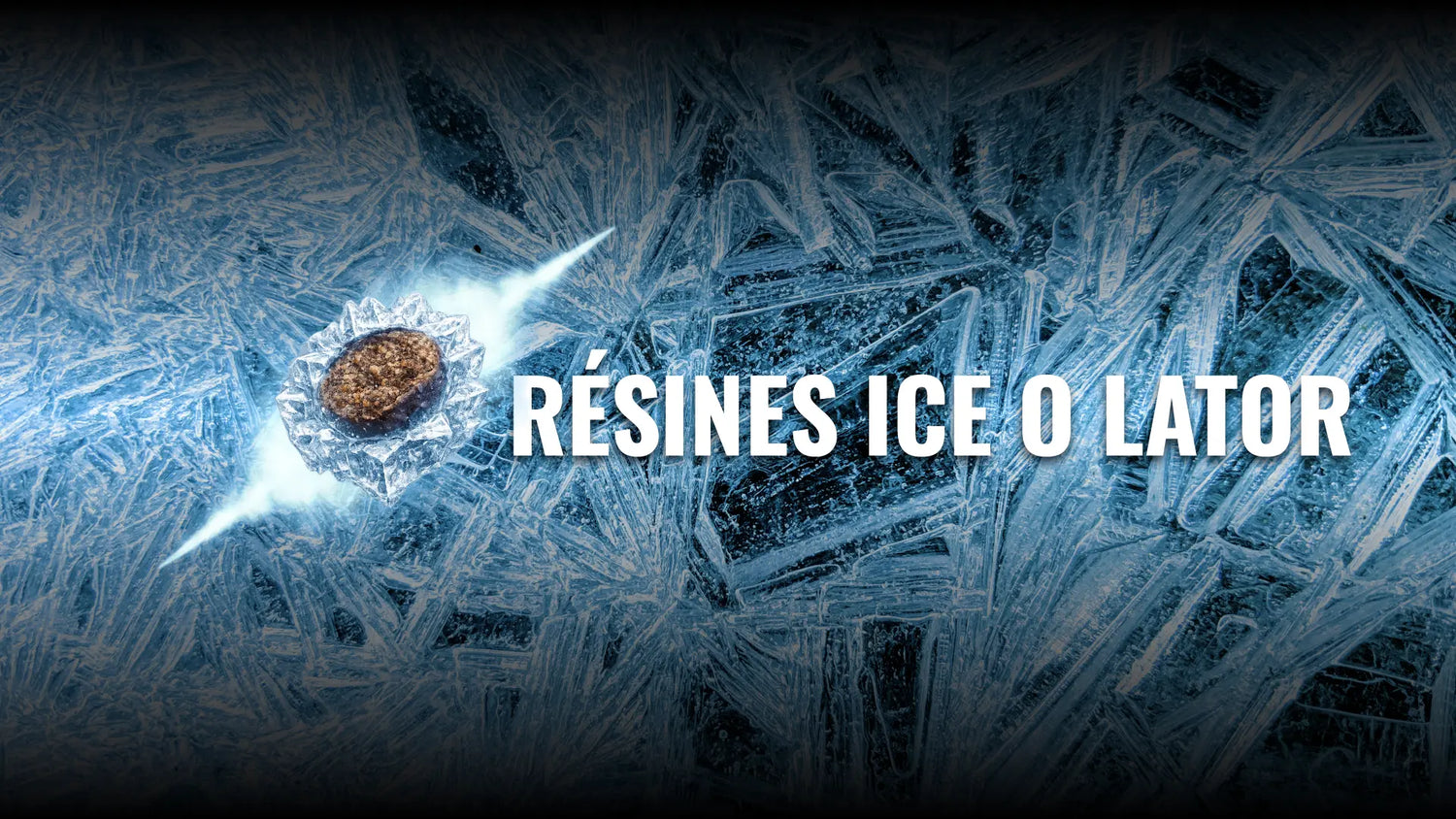 résines CBD ice o lator avec extraction à froid