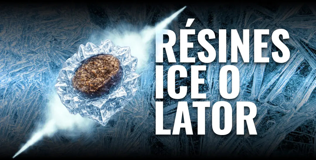 résines CBD ice o lator avec extraction à froid