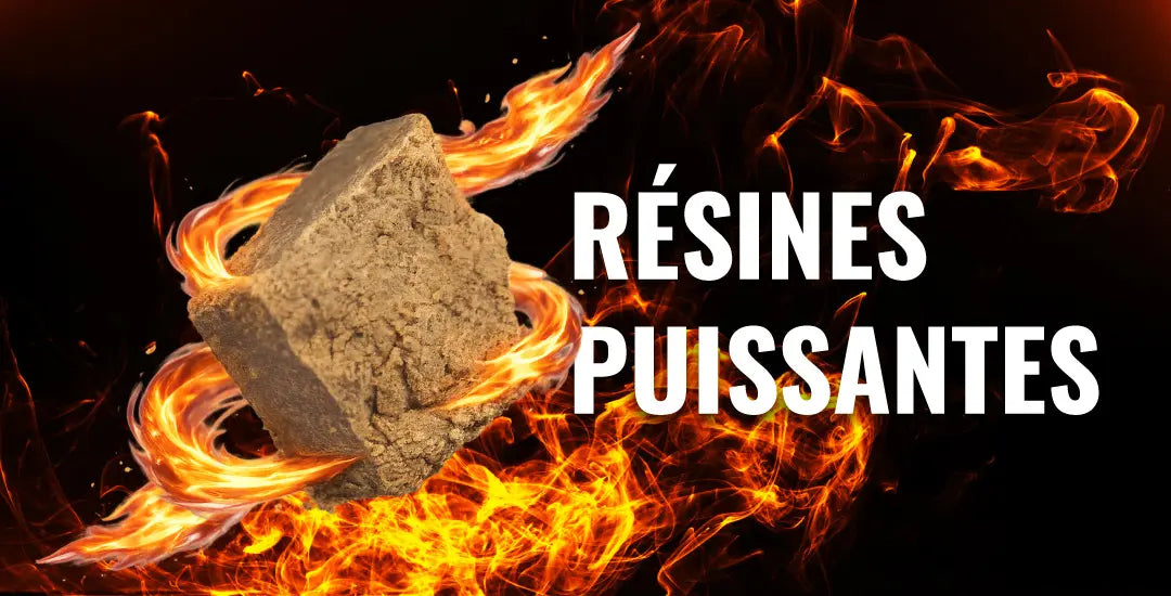 résines CBD puissantes avec forte concentration en CBD