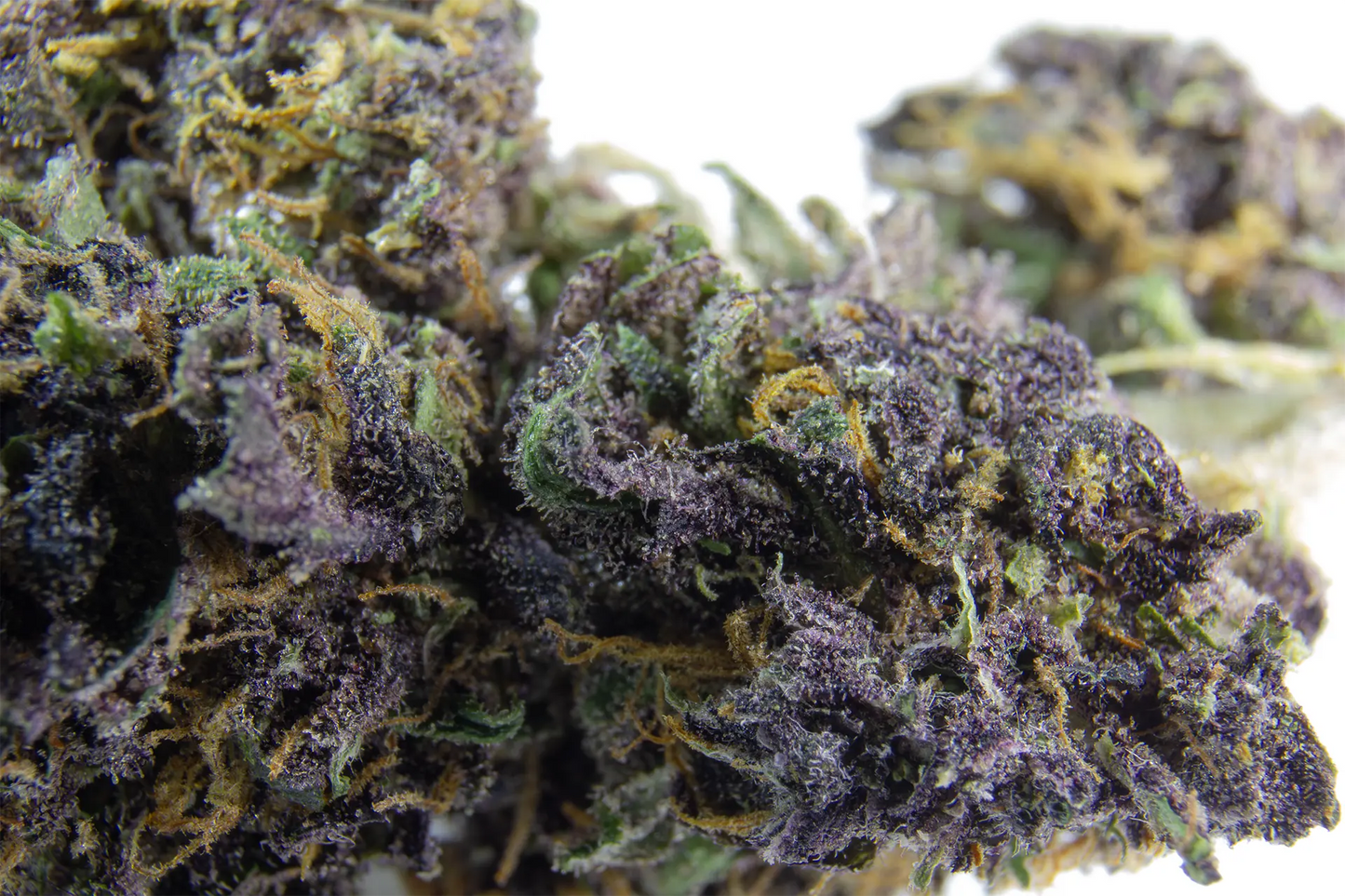 Fleur Sapphire Kush CBD