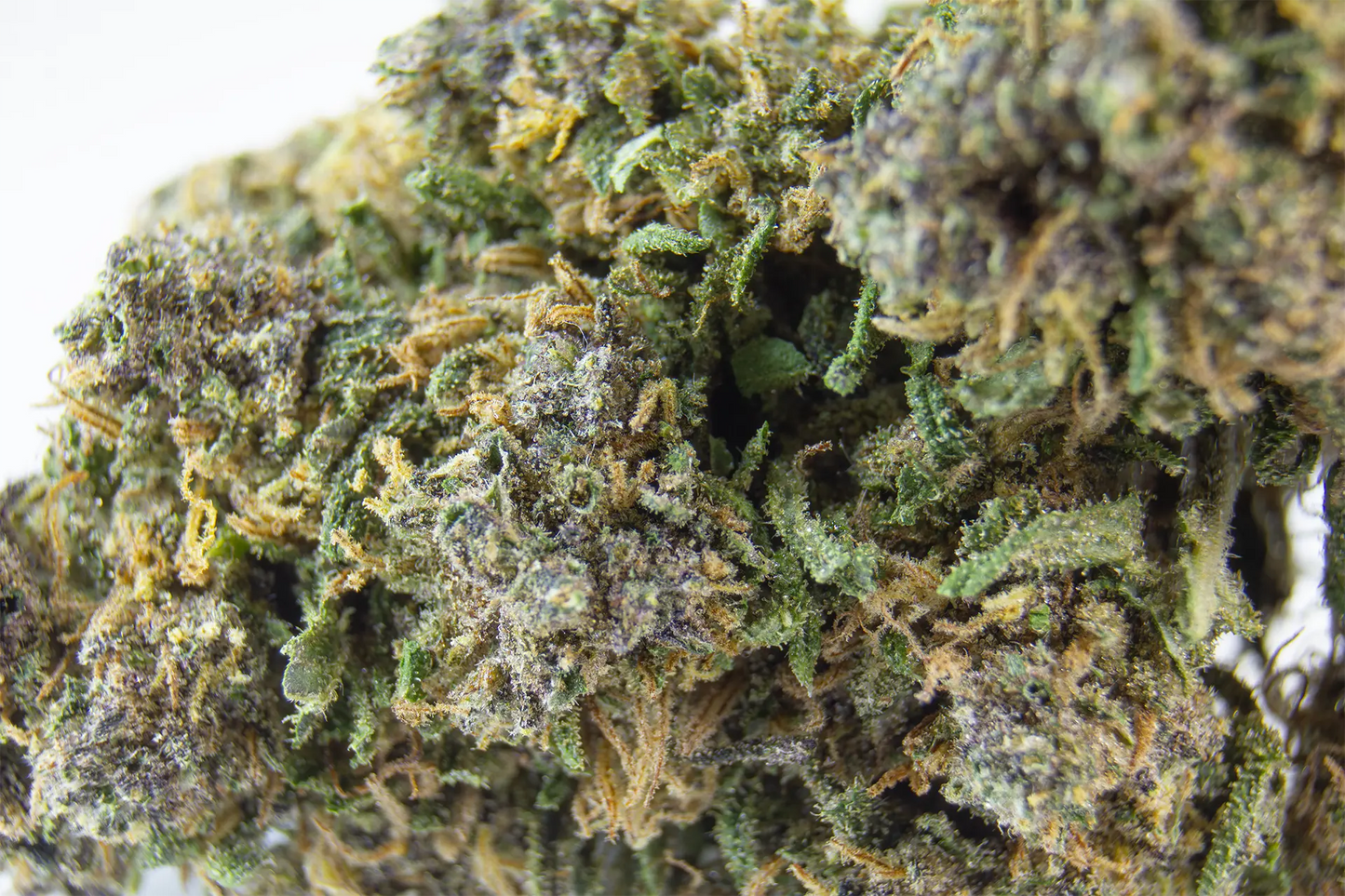 Fleur Sapphire Kush CBD