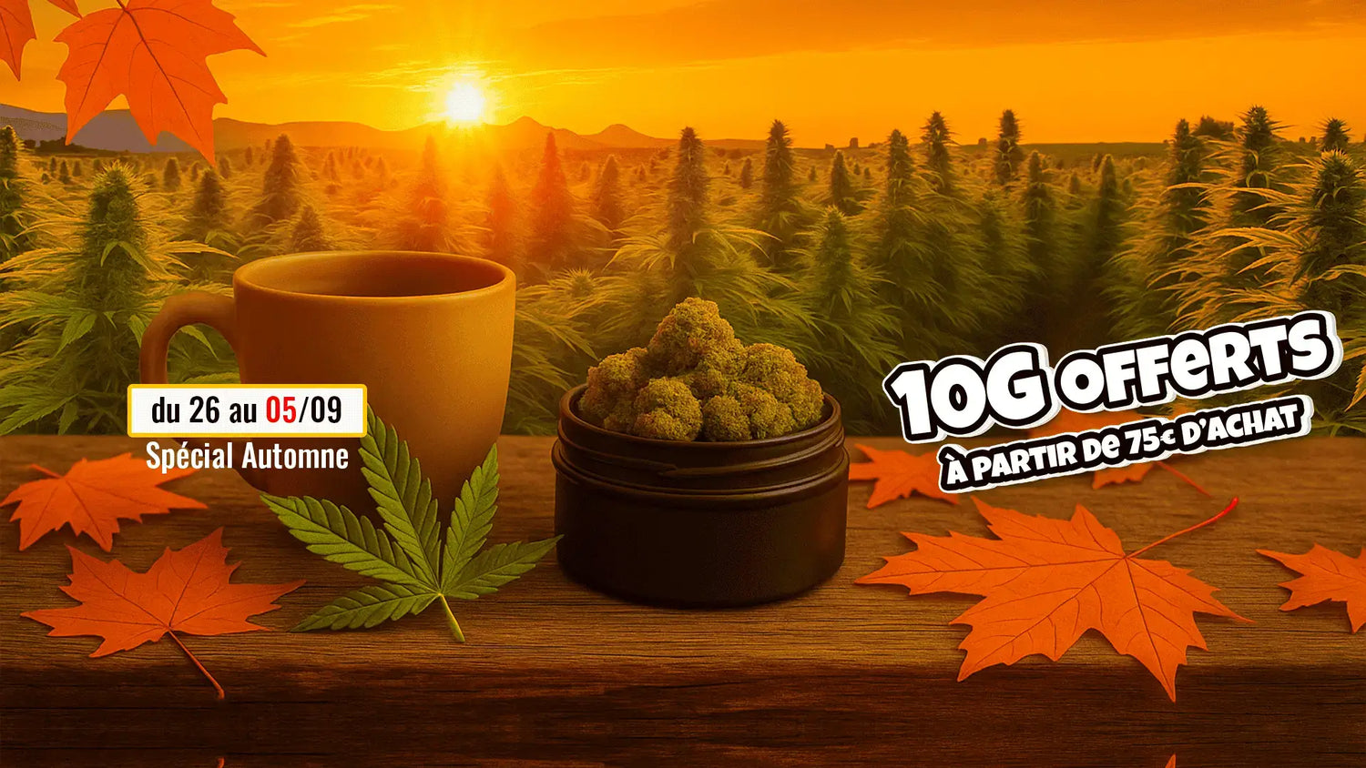 Fleurs de CBD dans un pot en automne